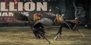 ไก่ชน 789BET คือสถานที่จัดการแข่งขันสุดตื่นเต้น