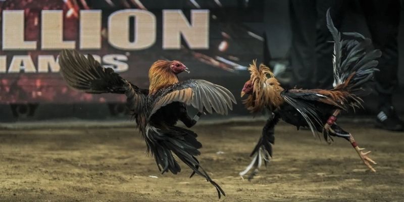 ไก่ชน 789BET คือสถานที่จัดการแข่งขันสุดตื่นเต้น